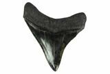 Serrated, Fossil Megalodon Tooth - South Carolina #151797-1